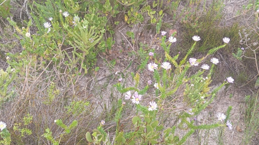 0 Bedroom Property for Sale in Pringle Bay Western Cape
